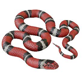 3D Animated Scarlet Kingsnake model